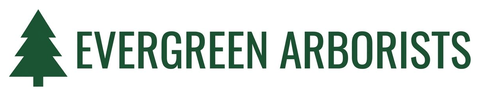 evergreen arbor